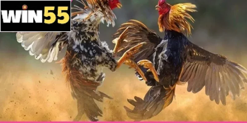 Mỗi giống có ưu thế về sức, đòn hoặc độ bền riêng