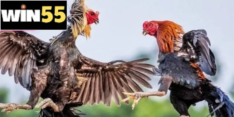Ăn đúng - tập đều - hồi phục nhanh mới tạo được chiến kê mạnh