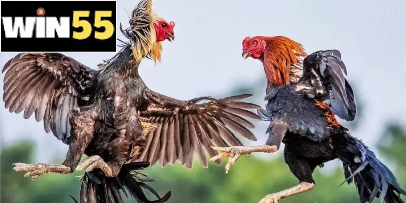 Nhiều thể loại khác nhau, phân loại theo cách trang bị và luật chơi